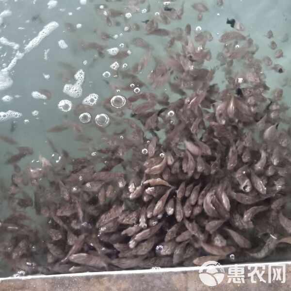 珍珠龍魚(yú)的價(jià)格是多少？