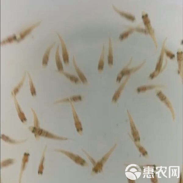 珍珠龍魚(yú)的價(jià)格是多少？
