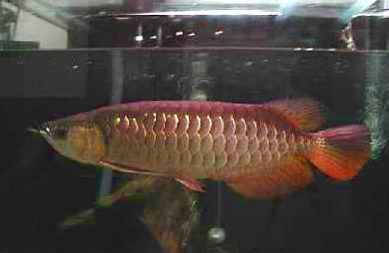 珍珠龍魚(yú)的價(jià)格是多少？