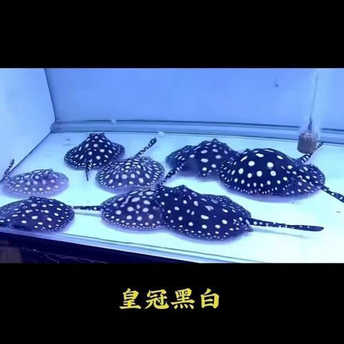 珍珠龍魚(yú)的價(jià)格是多少？