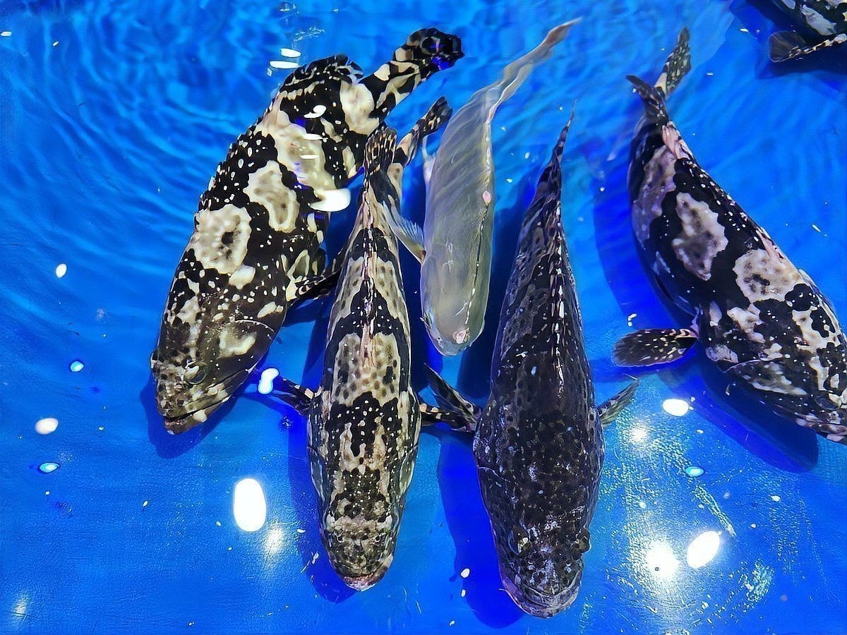 珍珠龍魚(yú)的價(jià)格是多少？