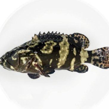 珍珠龍魚(yú)的價(jià)格是多少？