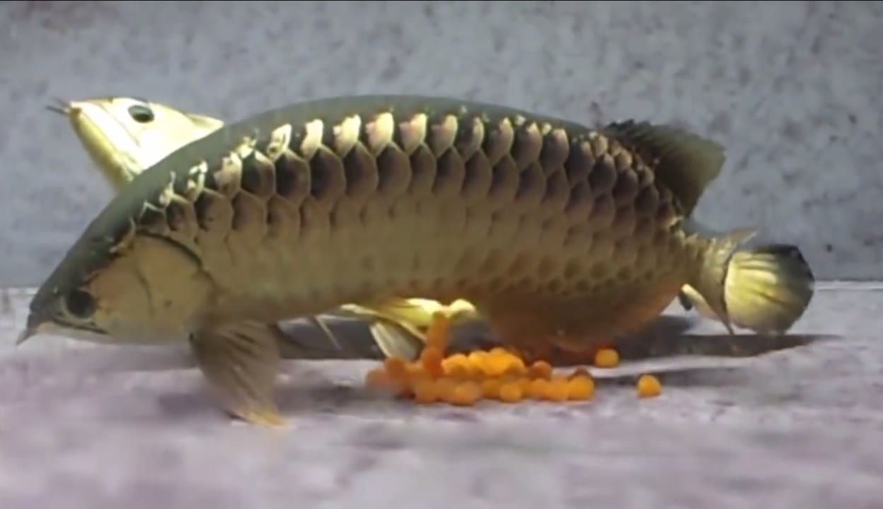 金龍魚爬背詳細過程【金龍魚爬背的技巧】 金龍魚爬背詳細過程【金龍魚爬背的技巧】 龍魚百科 第5張