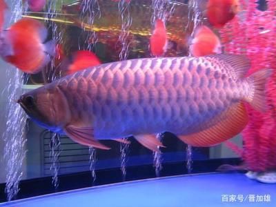 金龍魚長到50得多久：金龍魚生長速度受到多種因素影響，金龍魚長到50厘米以上
