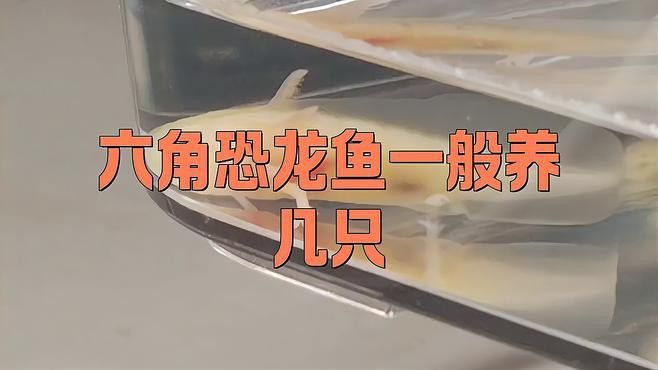恐龍魚養幾條為好