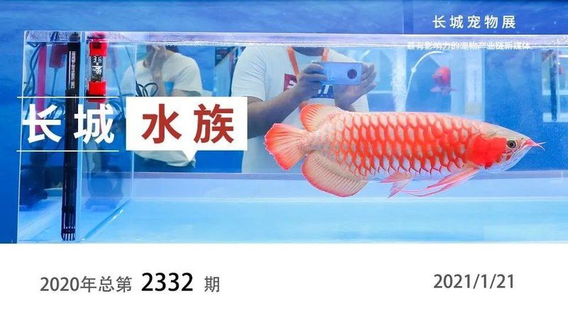 漁村龍魚繁殖場官網(wǎng)地址 漁村龍魚繁殖場官網(wǎng)地址 龍魚百科