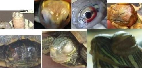龍魚白眼是怎么引起的【龍魚白眼病是怎么引起的】