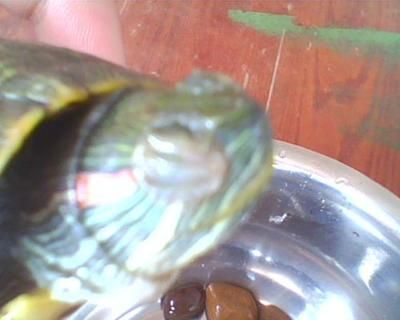 龍魚白眼是怎么引起的【龍魚白眼病是怎么引起的】