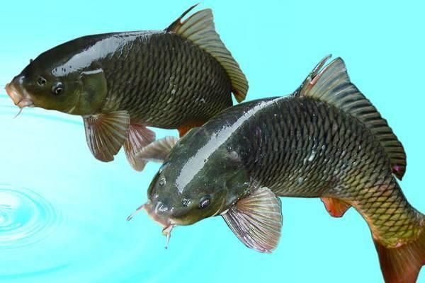 龍魚喂什么魚肉好：龍魚喂食頻率指南,