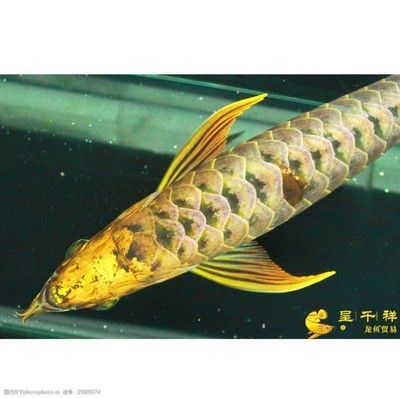 哈密市祥龍魚長（哈密市祥龍魚長品種介紹哈密市祥龍魚長的具體介紹） 哈密市祥龍魚長（哈密市祥龍魚長品種介紹哈密市祥龍魚長的具體介紹） 龍魚百科 第1張