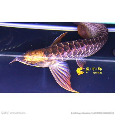 哈密市祥龍魚長（哈密市祥龍魚長品種介紹哈密市祥龍魚長的具體介紹） 哈密市祥龍魚長（哈密市祥龍魚長品種介紹哈密市祥龍魚長的具體介紹） 龍魚百科 第3張