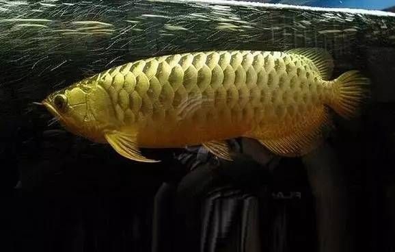 龍魚喂蝦好還是小魚好：龍魚在幼年時期更適合喂食蝦而成年龍魚幼年期營養需求詳解