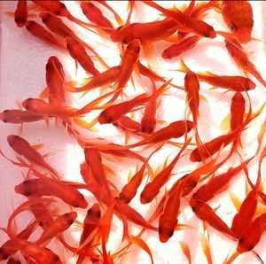 龍魚喂蝦好還是小魚好：龍魚在幼年時期更適合喂食蝦而成年龍魚幼年期營養需求詳解