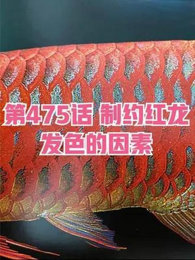 紅龍腮部顏色的心理影響