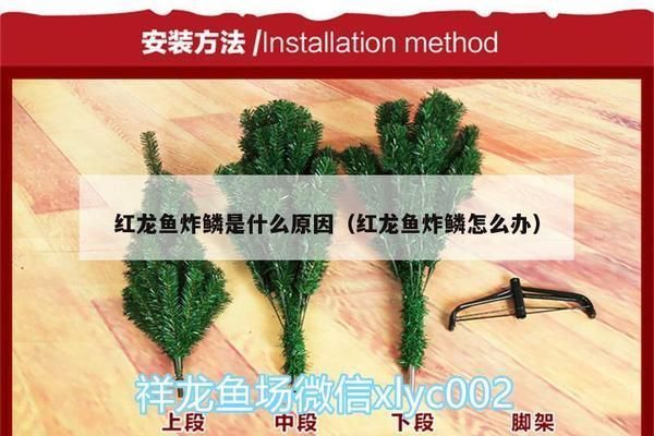 龍魚01：黔優網(qianu.com)b2bqianu.com)b2b免費發布信息平臺 龍魚01：黔優網(qianu.com)b2bqianu.com)b2b免費發布信息平臺 龍魚百科 第8張