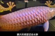 龍魚01：黔優網(qianu.com)b2bqianu.com)b2b免費發布信息平臺 龍魚01：黔優網(qianu.com)b2bqianu.com)b2b免費發布信息平臺 龍魚百科 第9張