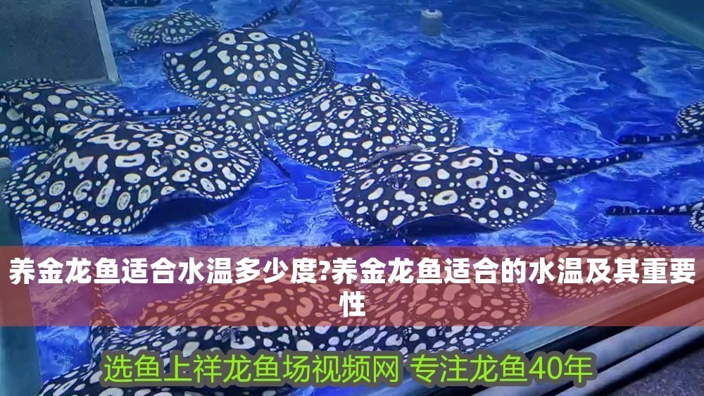 養金龍魚適合水溫多少度?養金龍魚適合的水溫及其重要性