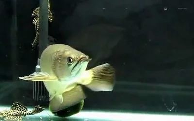 龍魚的壽命多長時間能長大：龍魚的壽命和生長速度受到多種因素影響，龍魚壽命多長時間能長大 龍魚的壽命多長時間能長大：龍魚的壽命和生長速度受到多種因素影響，龍魚壽命多長時間能長大 龍魚百科 第2張