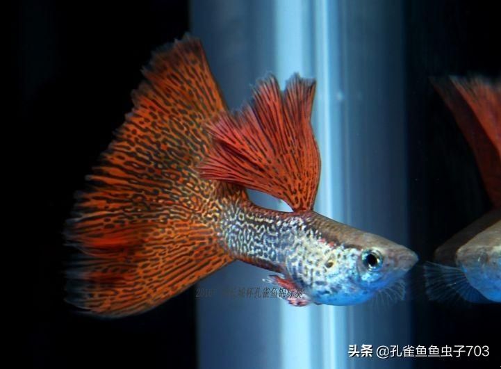 觀賞金龍魚什么價格好一點（觀賞金龍魚價格因其品種、品相、體型、年齡等因素而異）