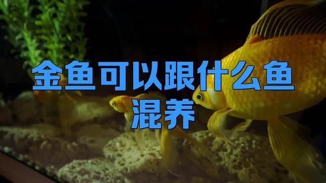 金魚和啥魚可以混養 龍魚百科 第1張 金魚和啥魚可以混養 金魚和啥魚可以混養 龍魚百科 第1張