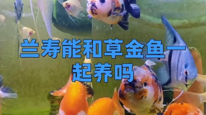 金魚和啥魚可以混養 龍魚百科 第6張 金魚和啥魚可以混養 金魚和啥魚可以混養 龍魚百科 第6張