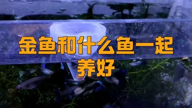 金魚和啥魚可以混養 龍魚百科 第3張 金魚和啥魚可以混養 金魚和啥魚可以混養 龍魚百科 第3張