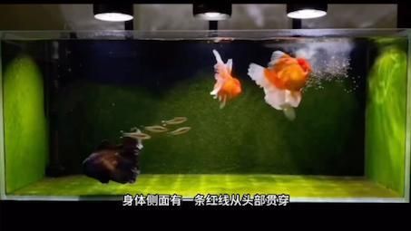 金魚和啥魚可以混養 龍魚百科 第5張 金魚和啥魚可以混養 金魚和啥魚可以混養 龍魚百科 第5張