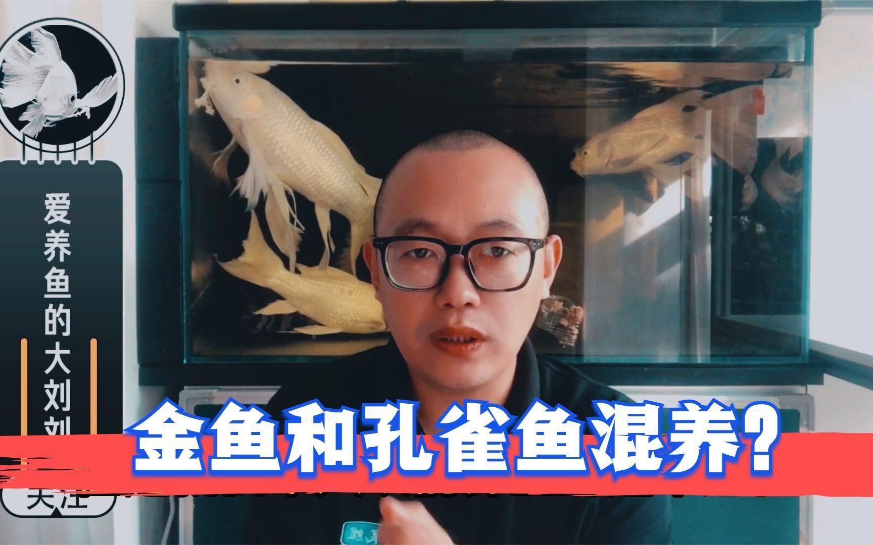 金魚和啥魚可以混養 龍魚百科 第7張 金魚和啥魚可以混養 金魚和啥魚可以混養 龍魚百科 第7張