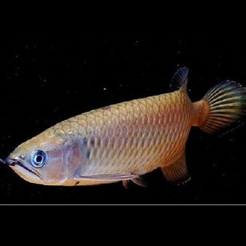 如何區分不同品相的星點龍魚？