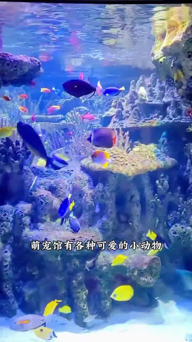 紅龍魚生長速度圖解視頻教程大全（紅龍魚生長速度圖解視頻教程大全下載） 紅龍魚生長速度圖解視頻教程大全（紅龍魚生長速度圖解視頻教程大全下載） 龍魚百科 第11張