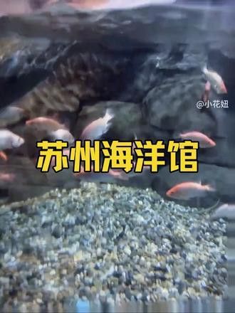 紅龍魚生長速度圖解視頻教程大全（紅龍魚生長速度圖解視頻教程大全下載） 紅龍魚生長速度圖解視頻教程大全（紅龍魚生長速度圖解視頻教程大全下載） 龍魚百科 第16張