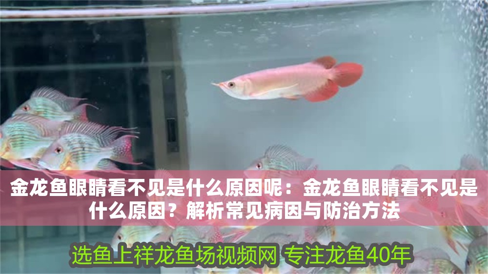 金龍魚眼睛看不見是什么原因呢：金龍魚眼睛看不見是什么原因？解析常見病因與防治方法