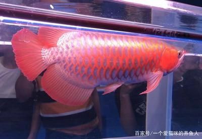 養(yǎng)龍魚有什么好處嗎為什么要養(yǎng)龍魚呢：養(yǎng)龍魚不僅僅是一種愛好，它還帶來了許多實(shí)際的好處 養(yǎng)龍魚有什么好處嗎為什么要養(yǎng)龍魚呢：養(yǎng)龍魚不僅僅是一種愛好，它還帶來了許多實(shí)際的好處 龍魚百科 第1張