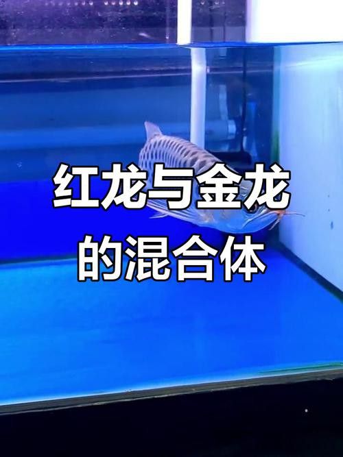 怎么鑒別紅龍魚血統(tǒng)真假圖片