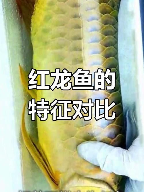 怎么鑒別紅龍魚血統(tǒng)真假圖片