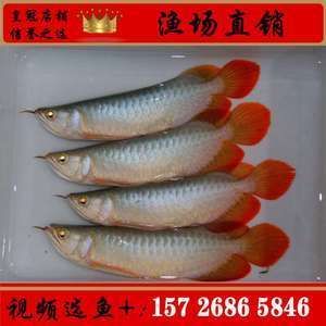 紅龍魚魚苗批發廠家電話（百度愛采購同樣列出了紅龍魚魚苗供應商信息）