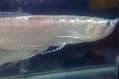 養(yǎng)銀龍魚需要多高水位：養(yǎng)銀龍魚需要考慮到水質(zhì)、光照和空間等多個因素，養(yǎng)銀龍魚需要多高水位