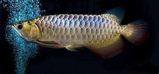 養(yǎng)銀龍魚需要多高水位：養(yǎng)銀龍魚需要考慮到水質(zhì)、光照和空間等多個因素，養(yǎng)銀龍魚需要多高水位