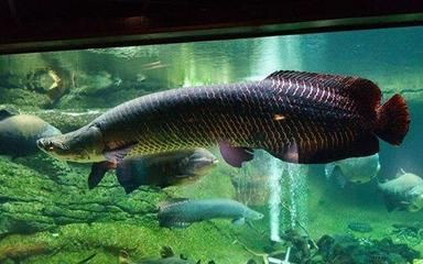 巨骨舌魚跟龍魚混養怎么樣好養？：巨骨舌魚與龍魚混養怎么樣好養巨骨舌魚與龍魚混養的好養程度