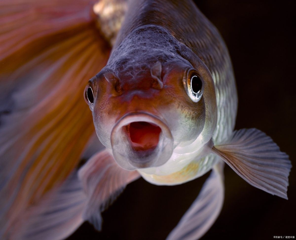 銀龍魚爛鱗病多久能治好？