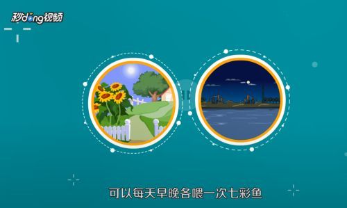 七彩龍魚好養嗎怎么養：七彩雷龍魚好養嗎