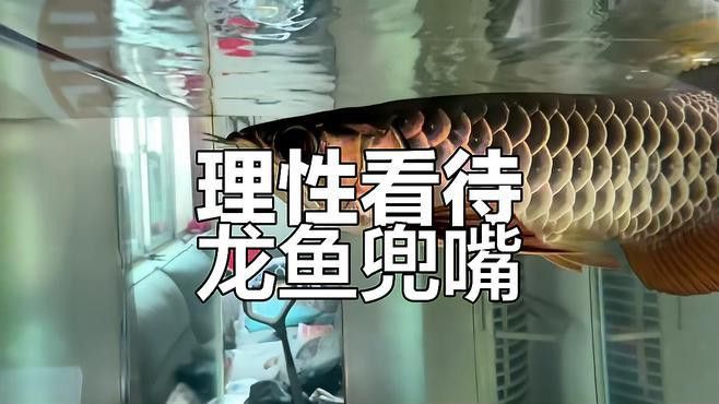 如何判斷紅龍魚是否兜嘴？ 如何判斷紅龍魚是否兜嘴？ 龍魚百科 第3張