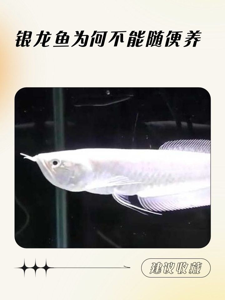 高背銀龍的人工養殖難度大嗎？ 高背銀龍的人工養殖難度大嗎？ 龍魚百科 第12張