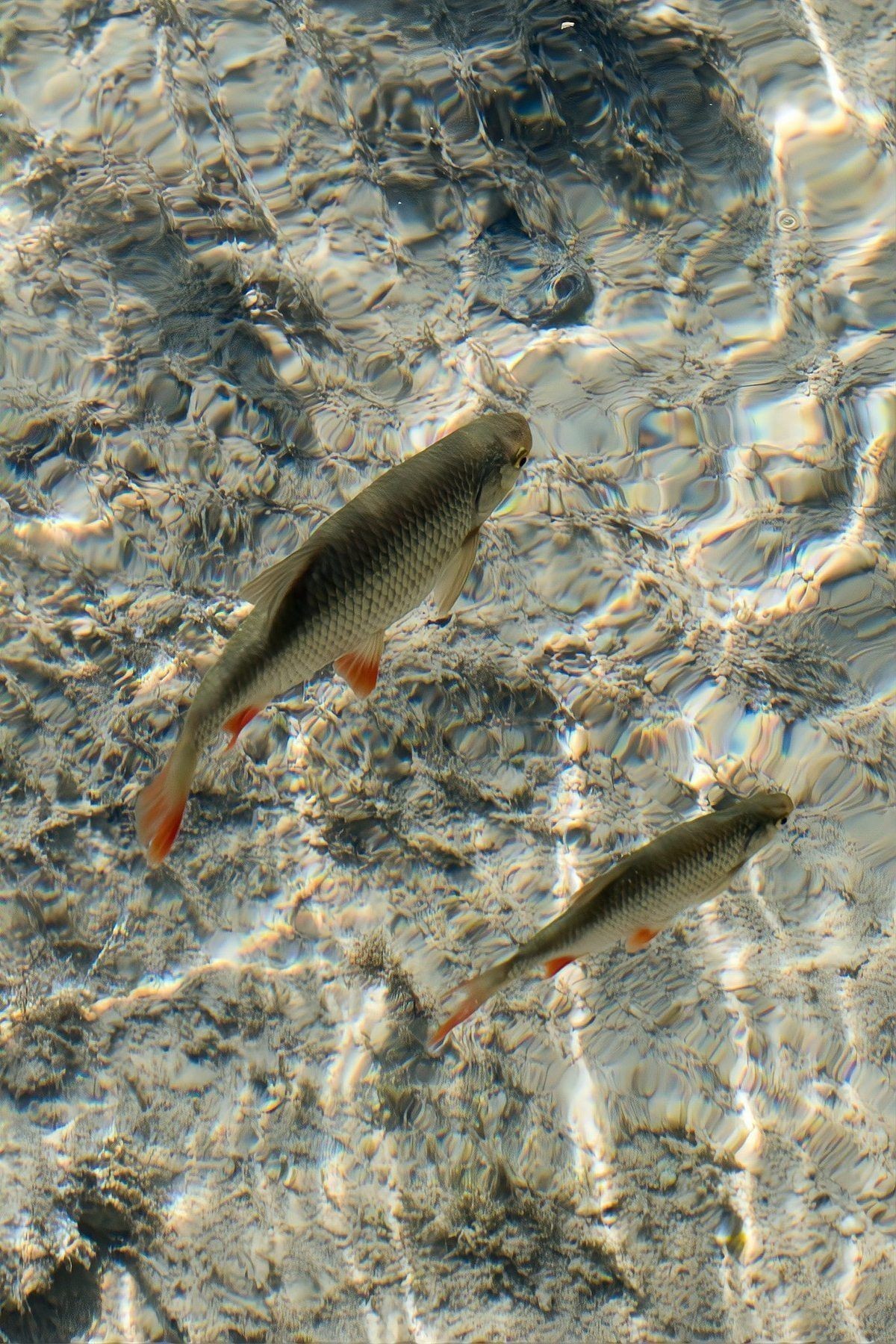 錦鯉懷孕后多久產(chǎn)子 錦鯉懷孕后多久產(chǎn)子 龍魚百科 第15張