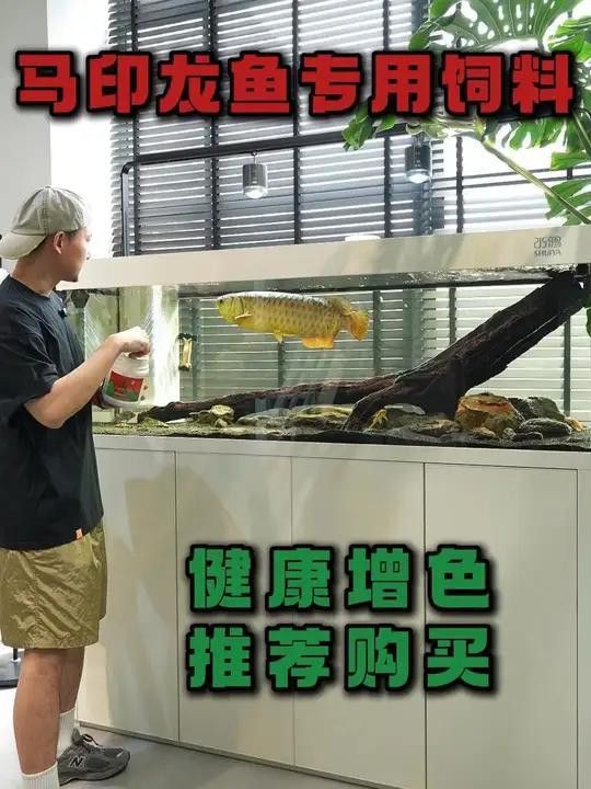 有哪些品牌紅龍魚(yú)飼料推薦？ 有哪些品牌紅龍魚(yú)飼料推薦？ 龍魚(yú)百科 第5張