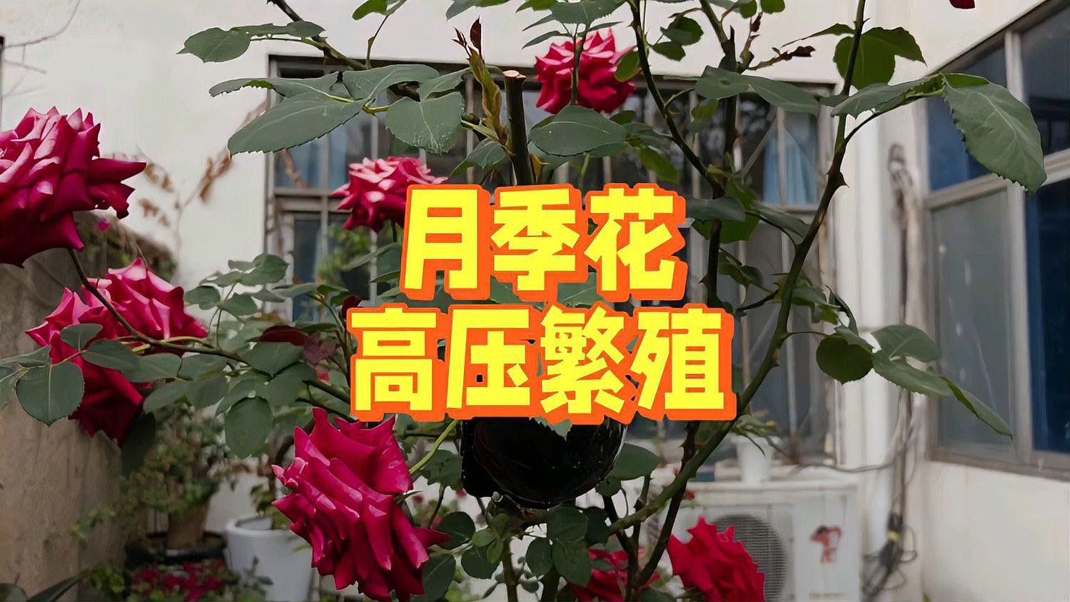 紅龍?jiān)录靖邏悍敝车木唧w步驟