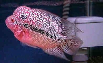 羅漢魚品種間的價格差異：羅漢魚品種間的價格差異主要由以下幾個因素決定