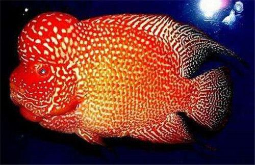 羅漢魚品種間的價格差異：羅漢魚品種間的價格差異主要由以下幾個因素決定