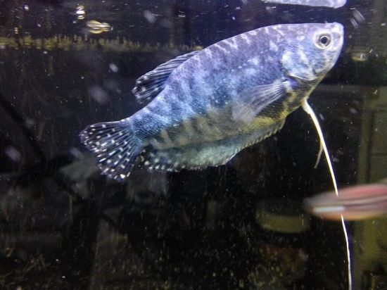 怎么讓曼龍魚吐更多的泡泡（曼龍魚吐泡泡的行為）
