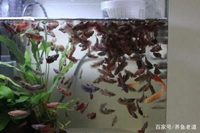 怎么讓曼龍魚吐更多的泡泡（曼龍魚吐泡泡的行為）